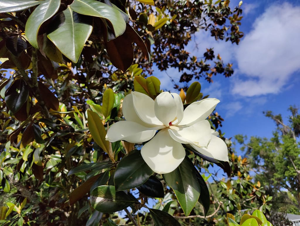 Magnolia in the landscape in Winter Park Florida