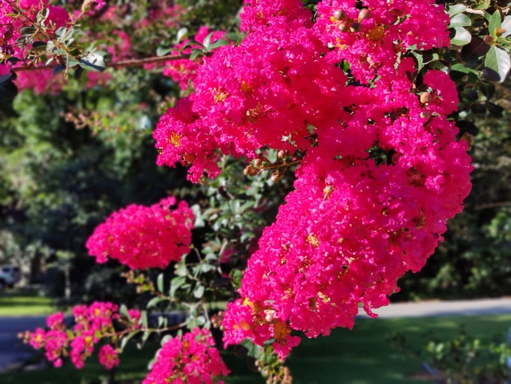 Fertilization and lawn care creates stunning blooms