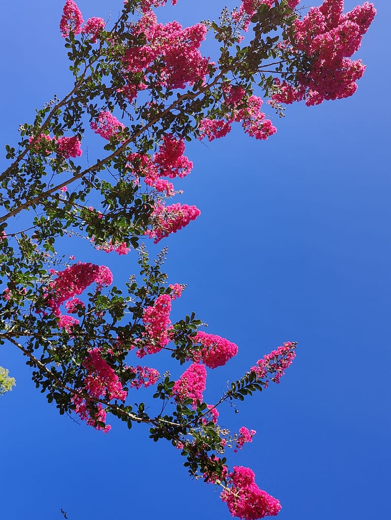 The flowers of a properly pruned crape myrtle